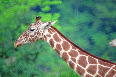 Vahşi doğada zürafanın yakın çekimi. 