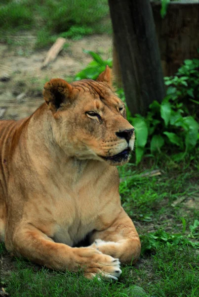 Großaufnahme Einer Löwin Die Tagsüber Wilder Natur Ruht — Stockfoto