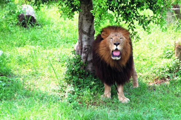 Großaufnahme Eines Löwen Der Tagsüber Freier Natur Ruht — Stockfoto