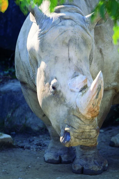Closeup Rinoceronte Andando Zoológico Durante Dia — Fotografia de Stock