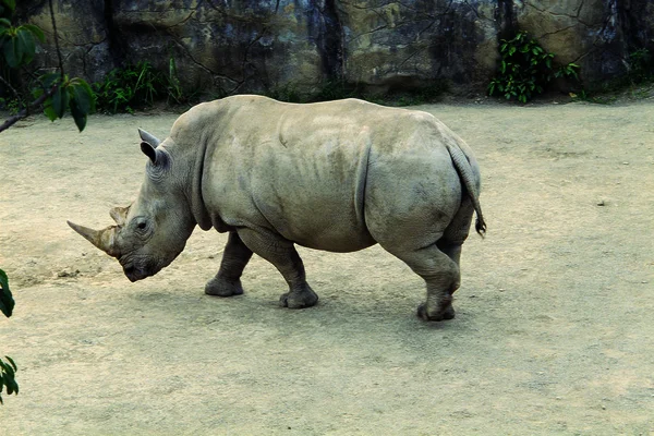 Närbild Noshörning Promenader Zoo Dagtid — Stockfoto