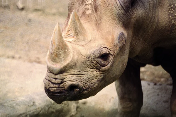 Närbild Noshörning Promenader Zoo Dagtid — Stockfoto