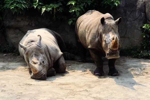 Closeup Rinocerontes Andando Zoológico Durante Dia — Fotografia de Stock
