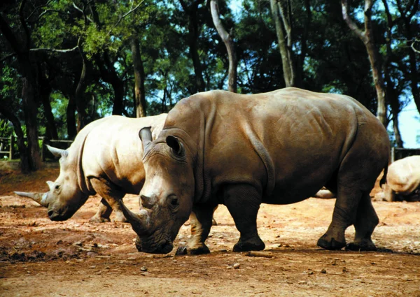 Closeup Rinocerontes Andando Zoológico Durante Dia — Fotografia de Stock