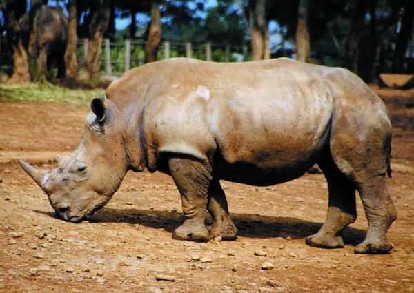 Primer Plano Del Rinoceronte Caminando Zoológico Durante Día —  Fotos de Stock