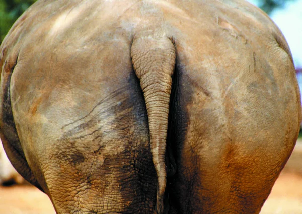Zbliżenie Dzikiego Słonia Ciągu Dnia — Zdjęcie stockowe