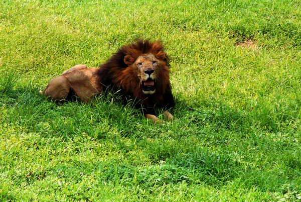 Closeup Lion Resting Wild Nature Daytime — Stock Photo, Image