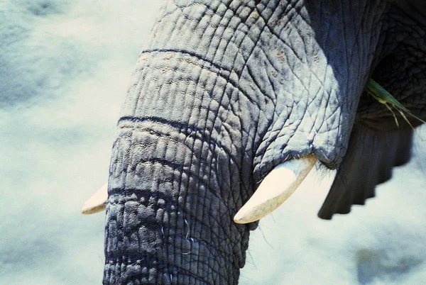 Fecho Elefante Selvagem Durante Dia — Fotografia de Stock