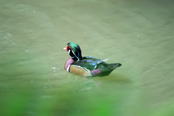 鸭仔在池塘内游泳的闭塞情况 — 图库照片