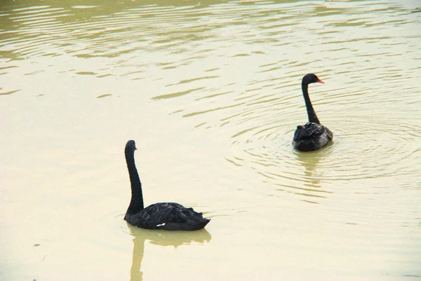 Крупним Планом Чорні Лебеді Плавають Ставку — стокове фото
