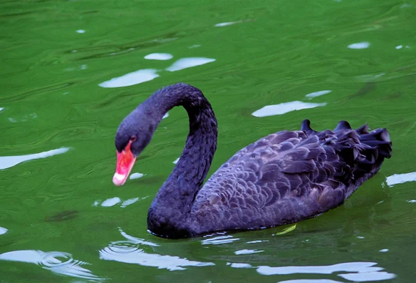 Gros Plan Cygne Noir Nageant Dans Étang — Photo