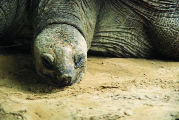 動物園のカメは昼間は近くにいて — ストック写真