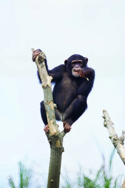 昼間は動物園で可愛い猿 — ストック写真
