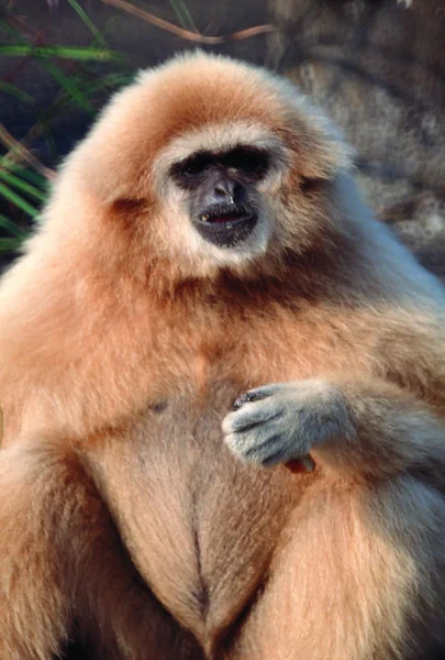 昼間は動物園で可愛い猿 — ストック写真