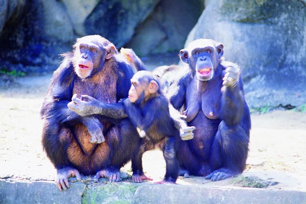 동물원의 원숭이들 — 스톡 사진