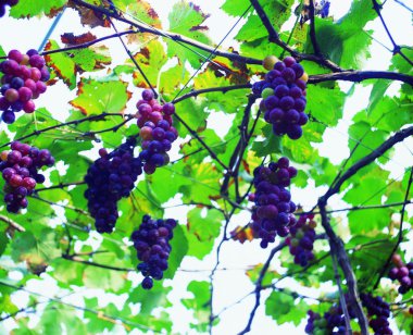 Taze ve sağlıklı üzümlere yakın çekim