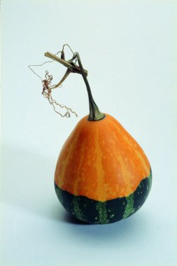 Taze ve sağlıklı balkabağına yakın çekim