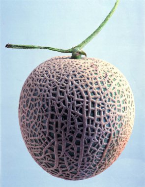 Taze ve sağlıklı kavunun yakın çekimi