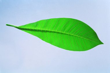 Güzel yaprağın manzarasını kapat