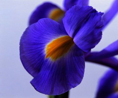 güzel çiçek yakın görünümü