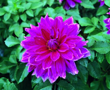 güzel çiçek yakın görünümü