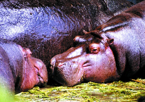 Familjen Hippos Djurparken Dagtid — Stockfoto