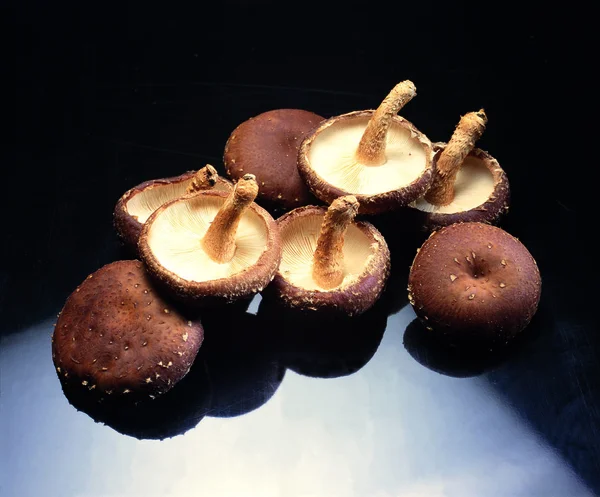 Închiderea Ciupercilor Proaspete Sănătoase — Fotografie, imagine de stoc