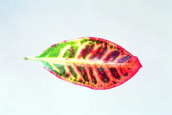 Närbild Vackra Löv — Stockfoto