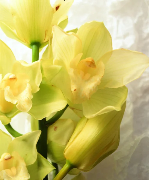 Vue Rapprochée Belles Fleurs — Photo