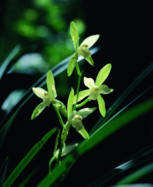 Vista Cerca Hermosas Flores — Foto de Stock