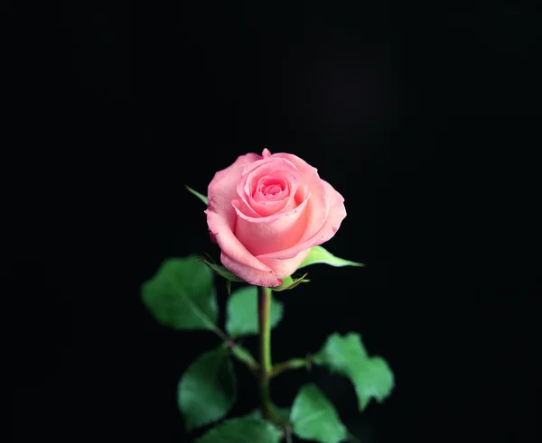 Bliska Widok Pięknej Róży — Zdjęcie stockowe