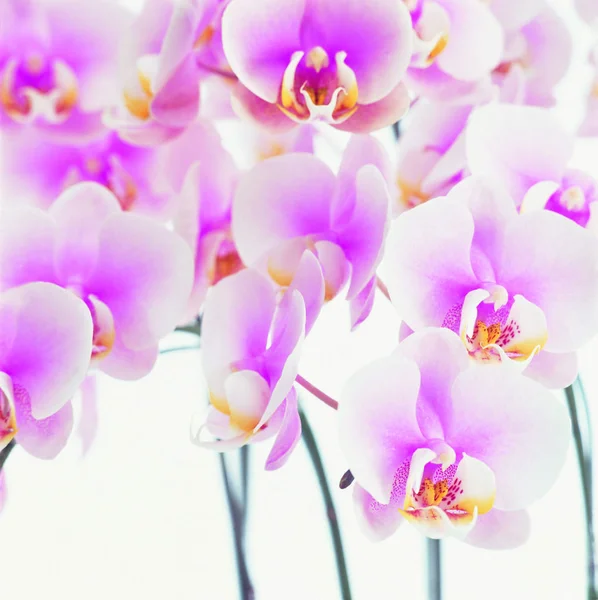 Close View Beautiful Orchid Flowers — Stock Photo, Image