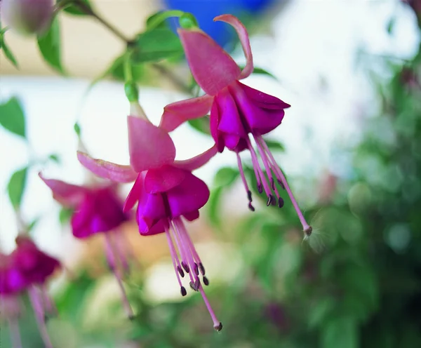 Vista Vicino Bellissimi Fiori — Foto Stock