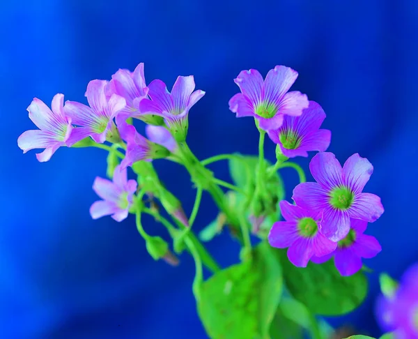 Nahaufnahme Von Schönen Blumen — Stockfoto