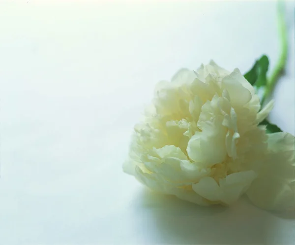 Vista Perto Bela Flor — Fotografia de Stock