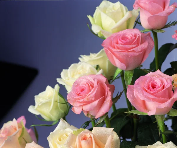Крупним Планом Вид Красивих Трояндових Квітів — стокове фото