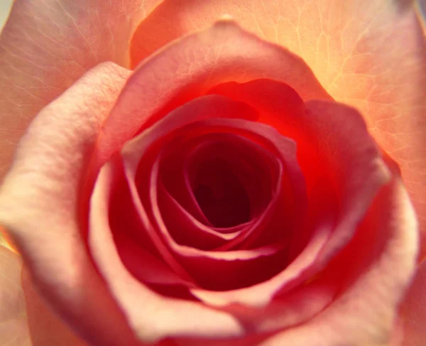 Close View Beautiful Rose Flower — Stock Photo, Image