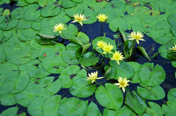 Close Van Mooie Lotusbloemen — Stockfoto