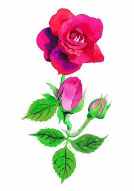 beyaz arka plan üzerinde suluboya kırmızı gül