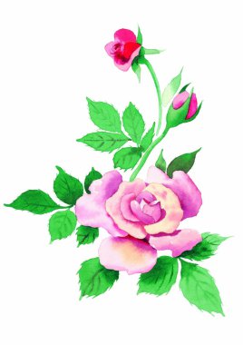 beyaz arka plan üzerinde suluboya kırmızı gül