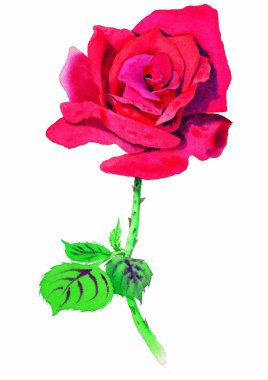 beyaz arka plan üzerinde suluboya kırmızı gül