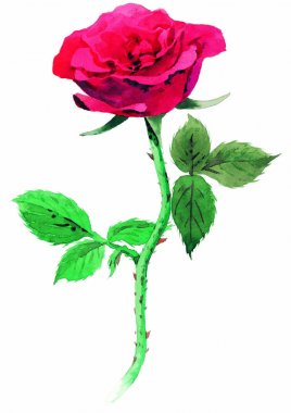 Beyaz zemin üzerine suluboya pembe Gül