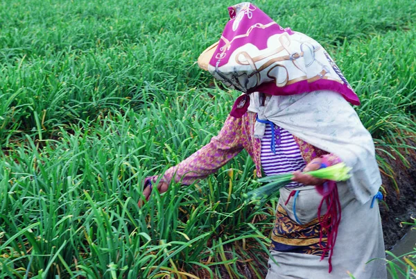 Aziatische Vrouw Thee Plantage Natuur Achtergrond — Stockfoto