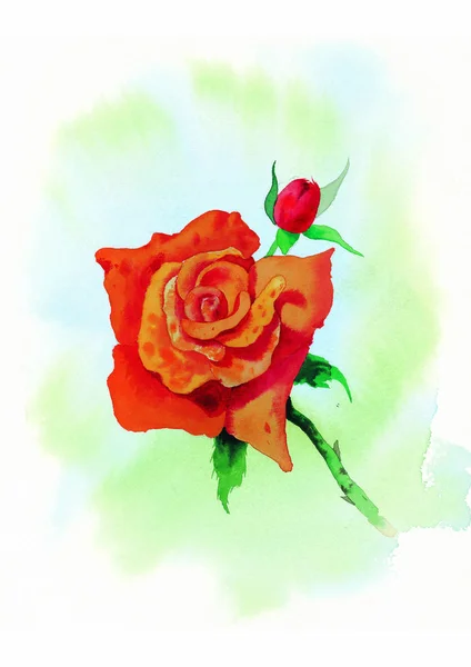 Aquarell Orange Rose Auf Weißem Hintergrund — Stockfoto