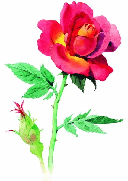 Acquerello Rosa Rosa Sfondo Bianco — Foto Stock