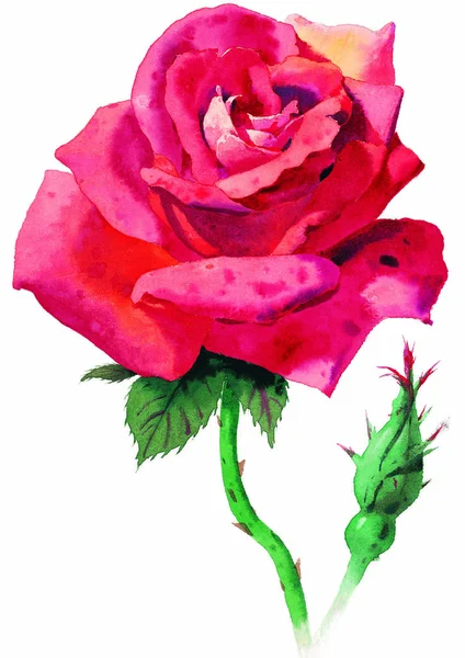 Akvarel Růžové Růže Bílém Pozadí — Stock fotografie