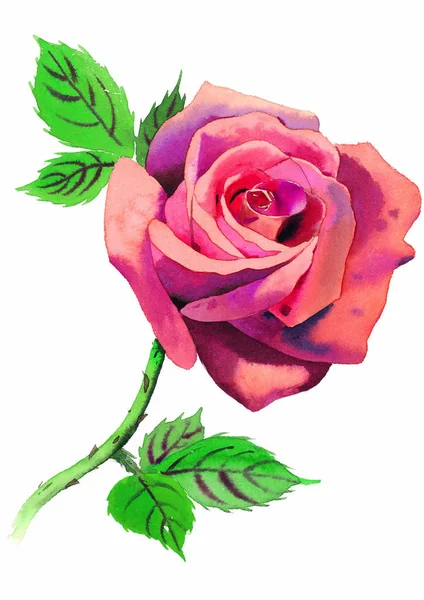 白色背景上的水彩粉色玫瑰 — 图库照片