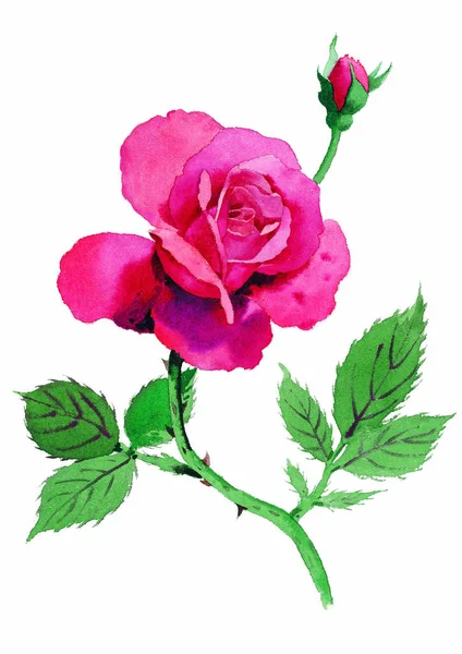 Акварель Рожева Троянда Білому Тлі — стокове фото