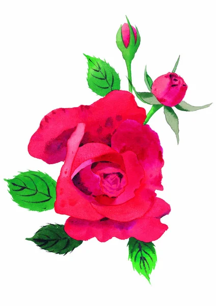 Aquarelle Roses Rouges Sur Fond Blanc — Photo