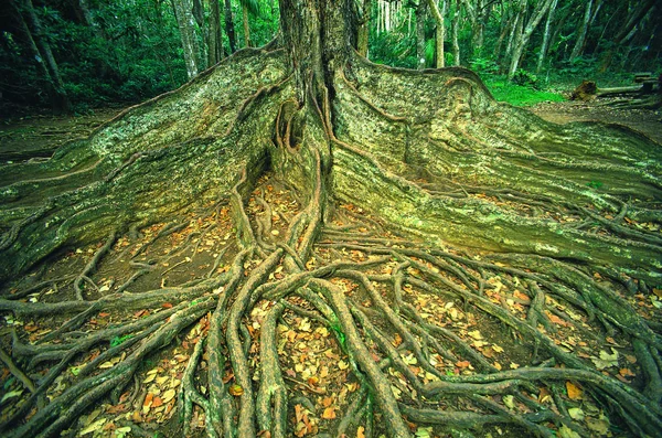 Drzewo Korzeniami Lesie Tle Natury Obrazy Stockowe bez tantiem